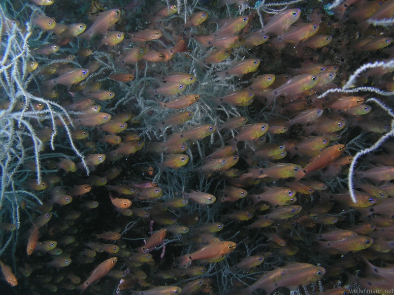 Glasfish in Black Coral